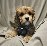 Jasper (Microchipped), a male Cavachon for sale in Akron, CO – 3 of 4
