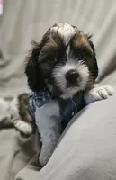 Charlie, a male Shih Tzu for sale in Akron, CO – 6 of 10