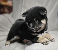 Etsu (Microchipped), a male Shiba Inu for sale in Akron, CO – Photo 7 of 10