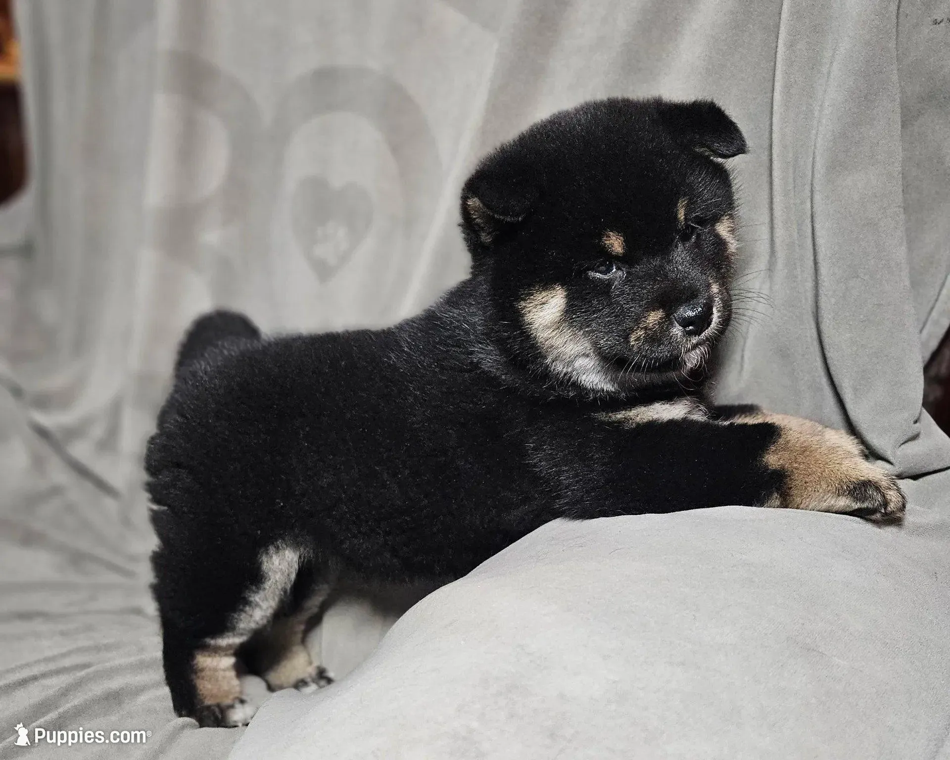 Etsu (Microchipped), a male Shiba Inu for sale in Akron, CO – Photo 4 of 9