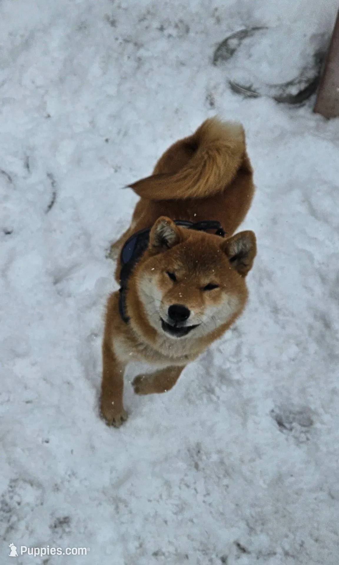 Etsu (Microchipped), a male Shiba Inu for sale in Akron, CO – Photo 10 of 10
