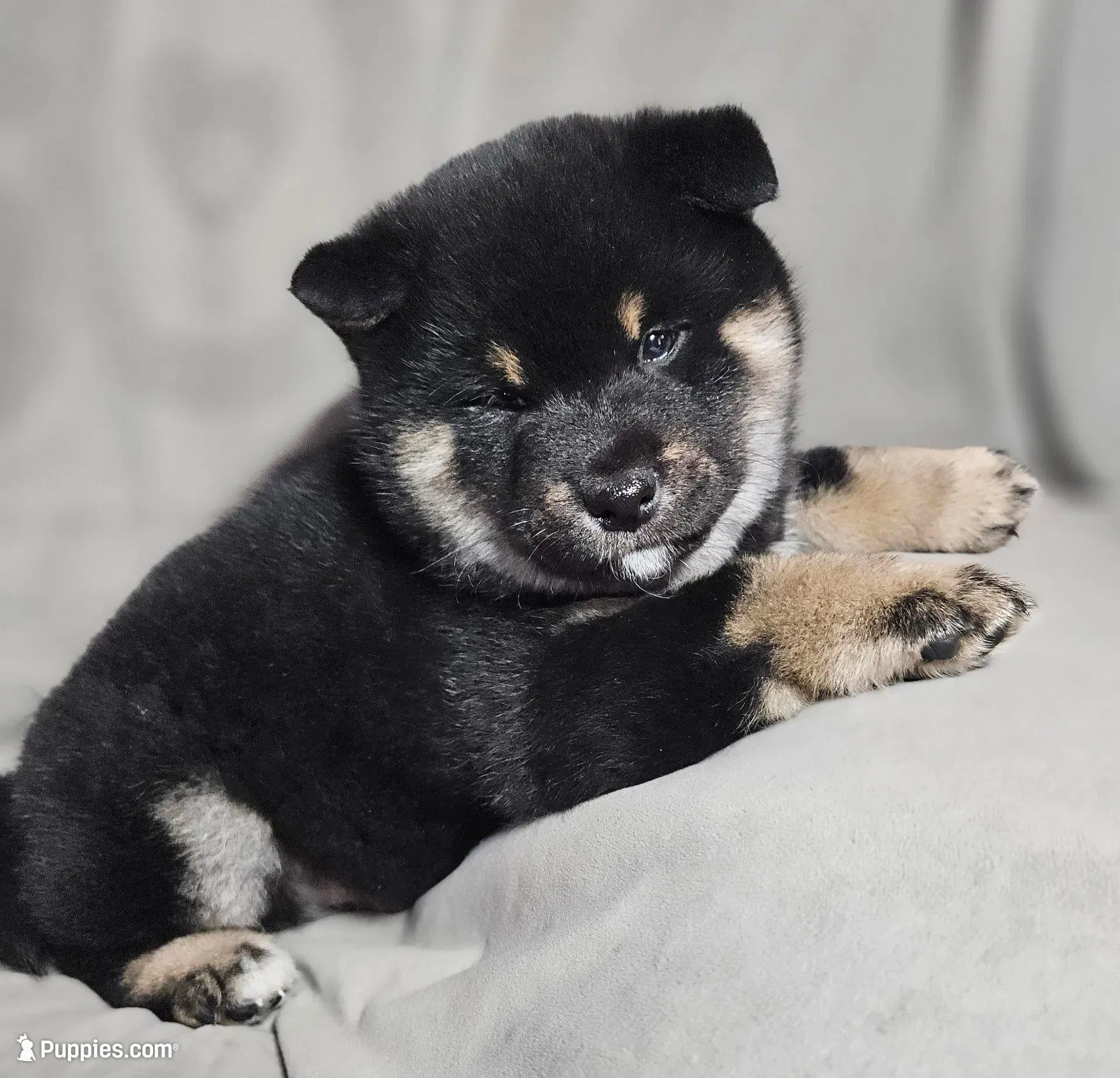 Etsu (Microchipped), a male Shiba Inu for sale in Akron, CO – Photo 2 of 9