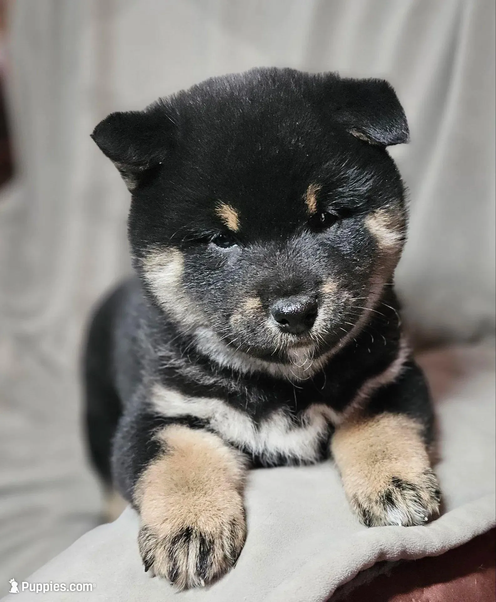 Etsu (Microchipped), a male Shiba Inu for sale in Akron, CO – Photo 1 of 9