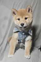 Mai (Microchipped), a female Shiba Inu for sale in Akron, CO – 5 of 10