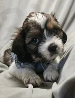 Charlie, a male Shih Tzu for sale in Akron, CO – 2 of 10