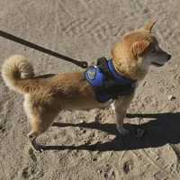 Sumera..(Microchipped), a male Shiba Inu for sale in Akron, CO – Photo 3 of 9