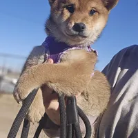 Sumera..(Microchipped), a male Shiba Inu for sale in Akron, CO – Photo 5 of 9