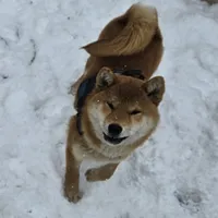 Sumera..(Microchipped), a male Shiba Inu for sale in Akron, CO – Photo 4 of 9
