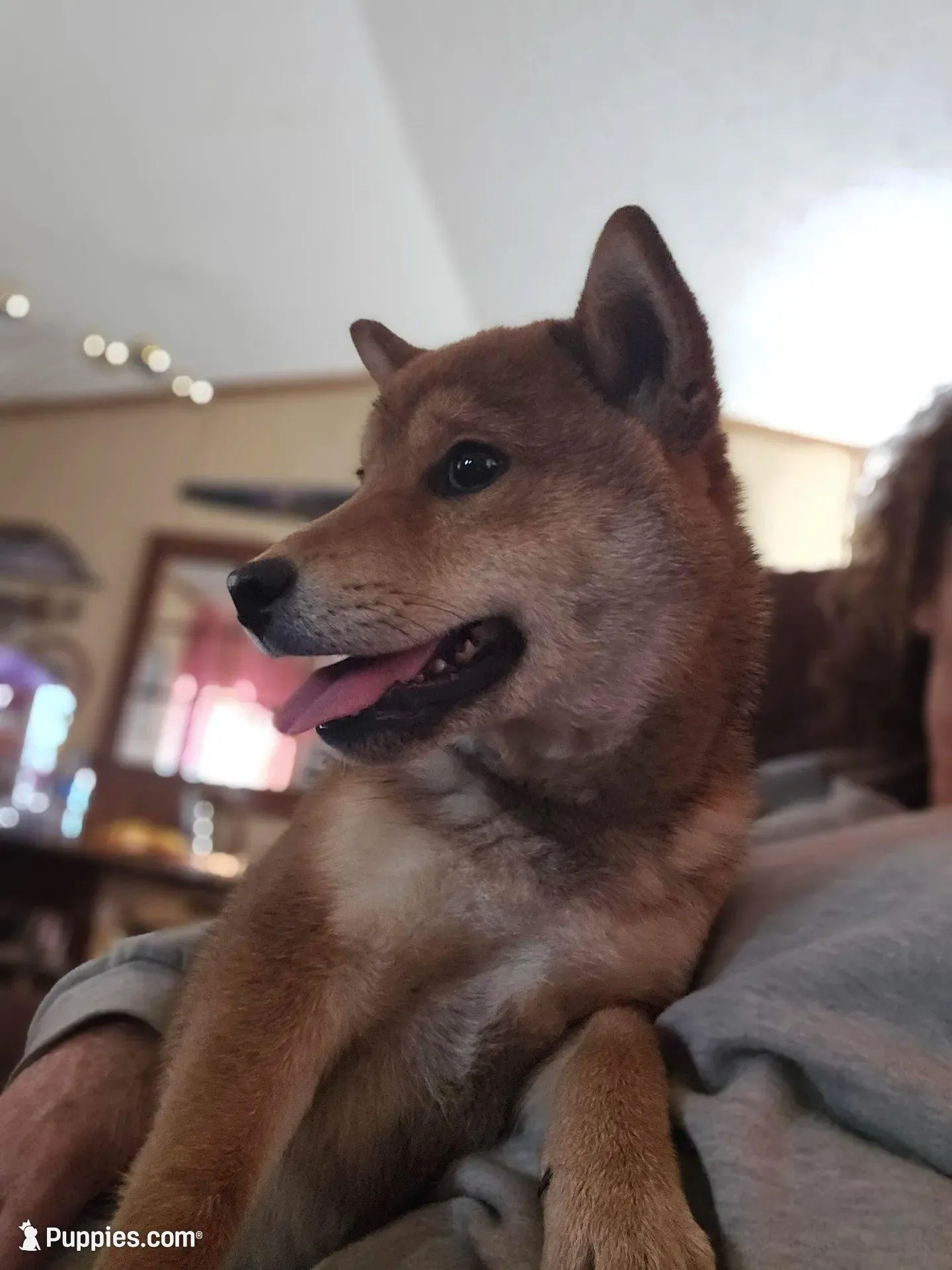 Sumera..(Microchipped), a male Shiba Inu for sale in Akron, CO – Photo 5 of 10