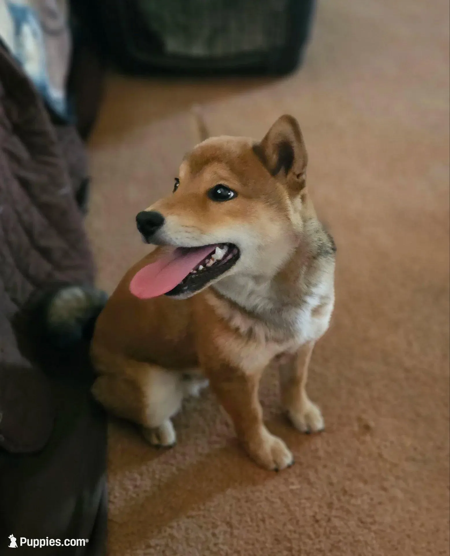 Sumera..(Microchipped), a male Shiba Inu for sale in Akron, CO – Photo 6 of 10