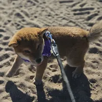 Sumera..(Microchipped), a male Shiba Inu for sale in Akron, CO – Photo 6 of 9