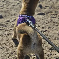 Sumera..(Microchipped), a male Shiba Inu for sale in Akron, CO – Photo 7 of 9