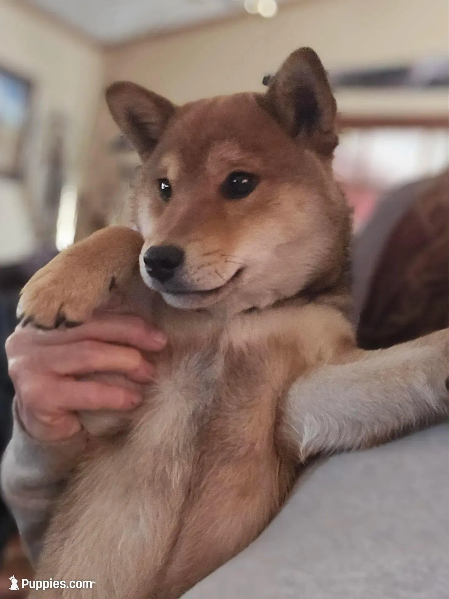 Sumera..(Microchipped), a male Shiba Inu for sale in Akron, CO – Photo 10 of 10