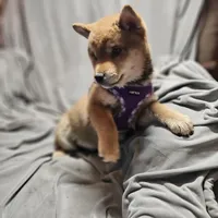 Sumera..(Microchipped), a male Shiba Inu for sale in Akron, CO – Photo 8 of 9