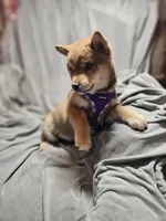 processed/eab506de-4179-436b-aec7-043fcb3bbfc1/listing/80daa475-3fed-47e1-8ea1-ca89076b77c3/63cb2627-f6b9-413d-9610-4e555ff05116