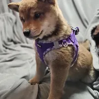 Sumera..(Microchipped), a male Shiba Inu for sale in Akron, CO – Photo 9 of 9