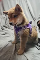 processed/eab506de-4179-436b-aec7-043fcb3bbfc1/listing/80daa475-3fed-47e1-8ea1-ca89076b77c3/83f0e4f3-9840-4f43-b48a-43b0e437a879