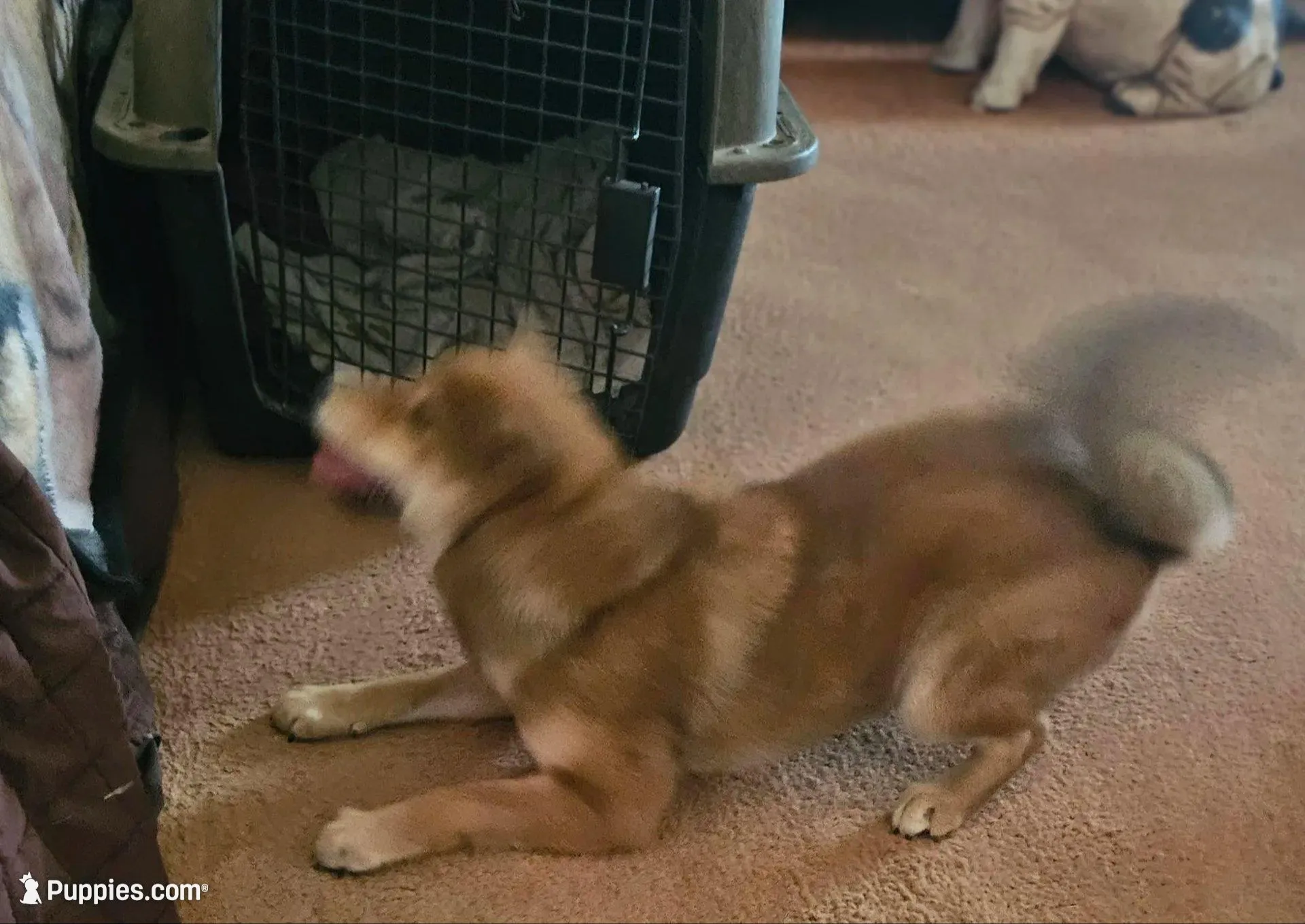 Sumera..(Microchipped), a male Shiba Inu for sale in Akron, CO – Photo 9 of 10