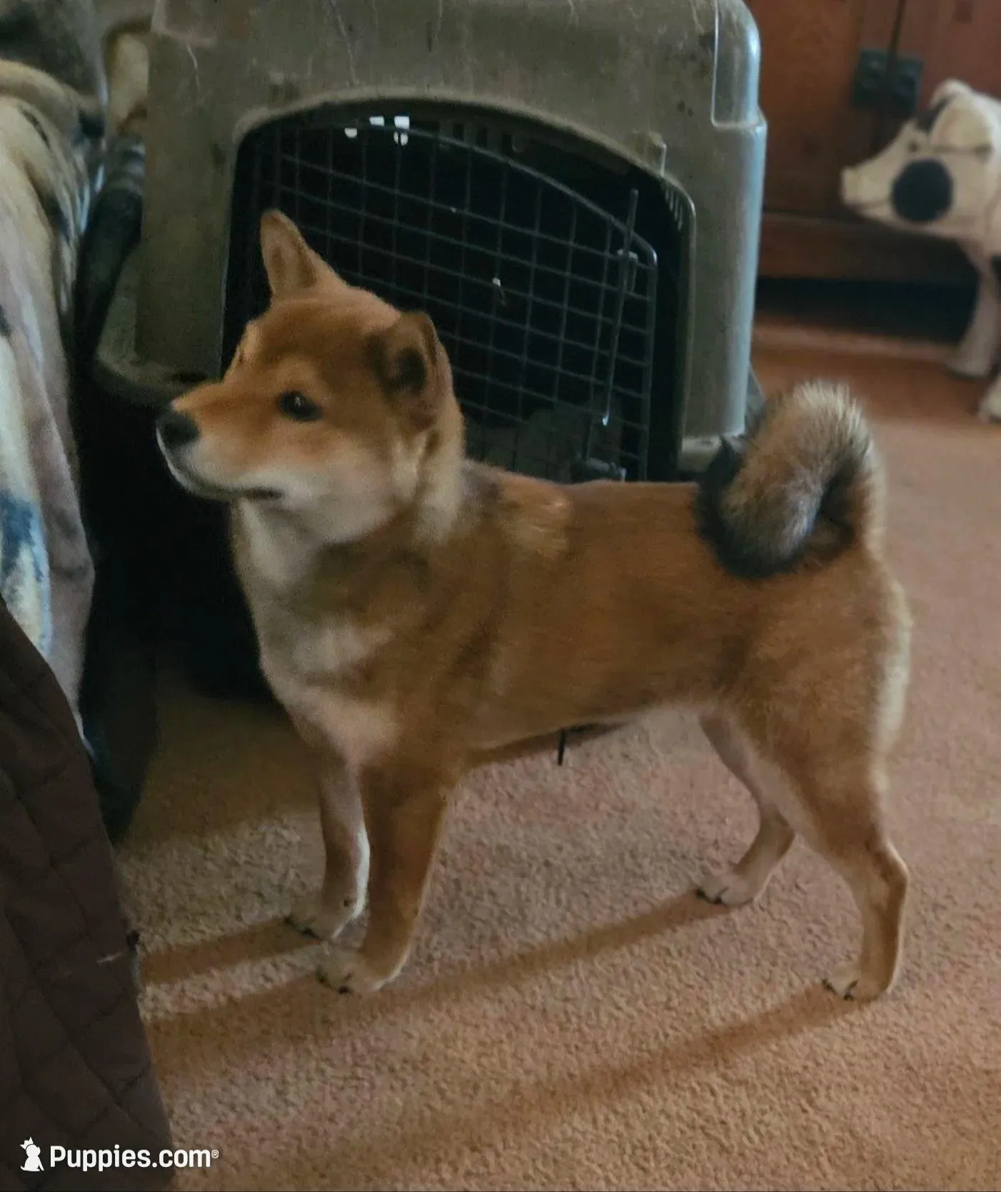Sumera..(Microchipped), a male Shiba Inu for sale in Akron, CO – Photo 7 of 10