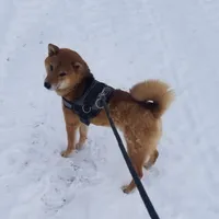 Sumera..(Microchipped), a male Shiba Inu for sale in Akron, CO – Photo 2 of 9