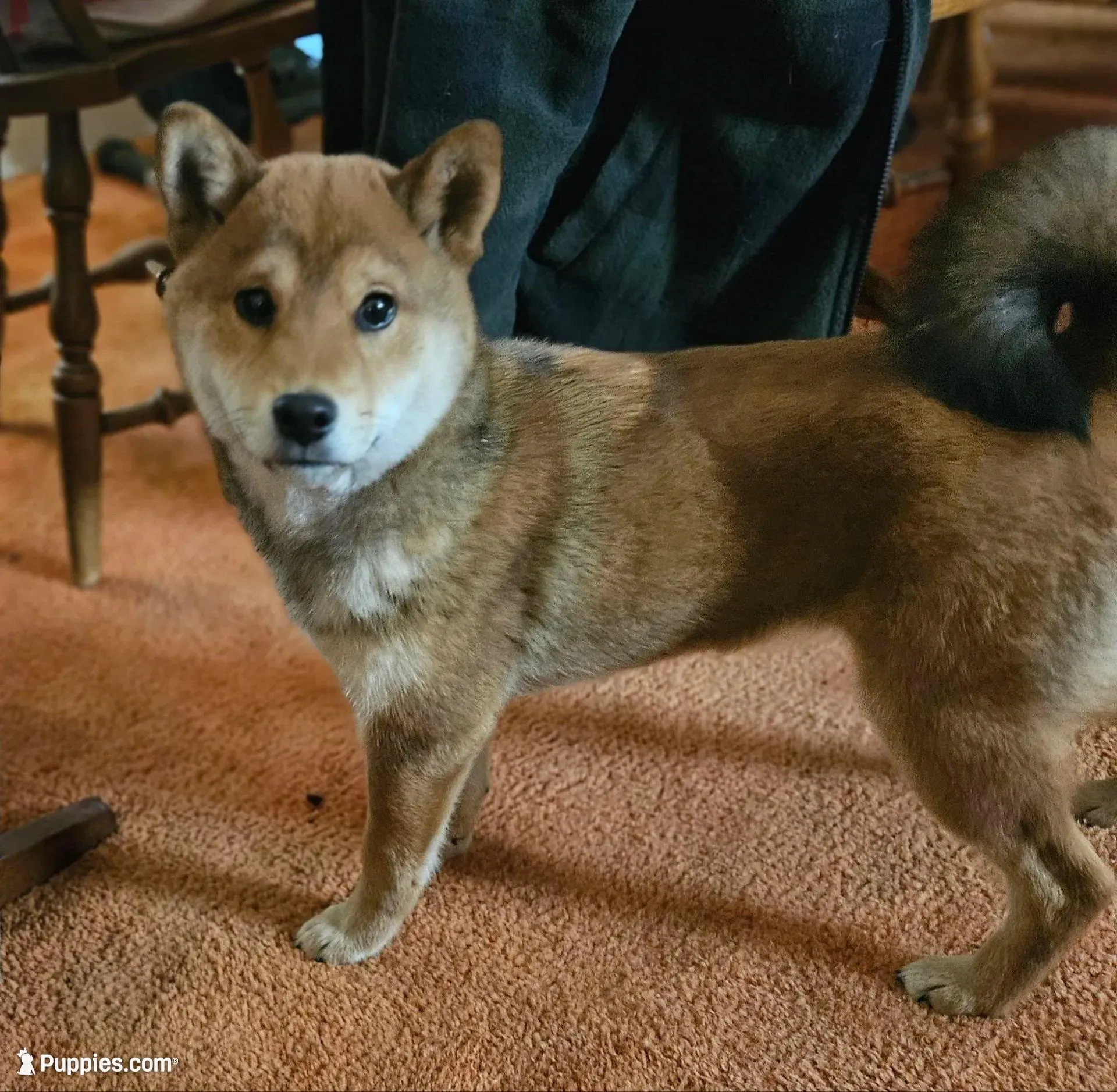 Sumera..(Microchipped), a male Shiba Inu for sale in Akron, CO – Photo 8 of 10