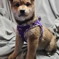 Sumera..(Microchipped), a male Shiba Inu for sale in Akron, CO – Photo 1 of 9