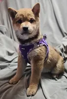 processed/eab506de-4179-436b-aec7-043fcb3bbfc1/listing/80daa475-3fed-47e1-8ea1-ca89076b77c3/e901e5e2-3d92-4ac8-b54b-5c7c4c55a036