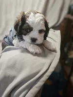 Milo, a male Shih Tzu for sale in Akron, CO – 3 of 10
