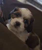 Ruby (Microchipped), a female Shih Tzu for sale in Akron, CO – 7 of 10