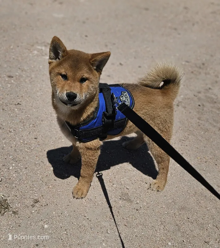 Ayame (Microchipped) – Shiba Inu puppy for sale in Akron, CO