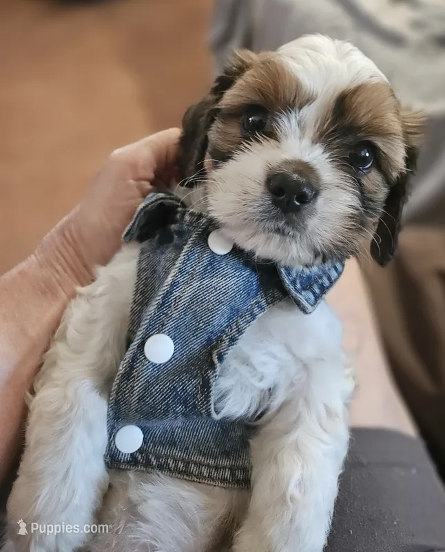 Archie (Microchipped) – Shih Tzu puppy for sale in Akron, CO