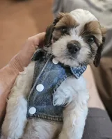 Archie (Microchipped), a male Shih Tzu for sale in Akron, CO – 1 of 10