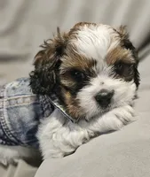 Teddy (Microchipped), a male Shih Tzu for sale in Akron, CO – 3 of 10