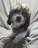 Sale Pending, a male Cavalier King Charles Spaniel and Shih Tzu for sale in Akron, CO – 7 of 10