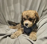 Jasper (Microchipped), a male Cavachon for sale in Akron, CO – 1 of 4