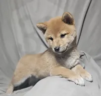 Mai (Microchipped), a female Shiba Inu for sale in Akron, CO – 2 of 10