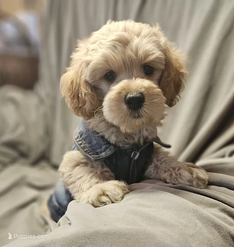 Bear (Microchipped) – Schnoodle puppy for sale in Akron, CO