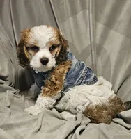 Boomer (Microchipped), a male Cavachon for sale in Akron, CO – 3 of 4