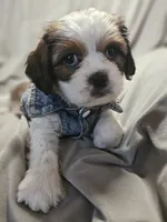 Ruby (Microchipped), a female Shih Tzu for sale in Akron, CO – 2 of 10