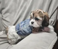 Teddy (Microchipped), a male Shih Tzu for sale in Akron, CO – Photo 6 of 6