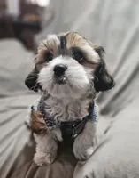 Teddy (Microchipped), a male Shih Tzu for sale in Akron, CO – Photo 4 of 6