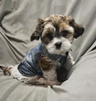 Teddy (Microchipped), a male Shih Tzu for sale in Akron, CO – Photo 2 of 6