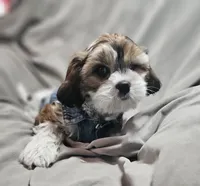 Teddy (Microchipped), a male Shih Tzu for sale in Akron, CO – Photo 5 of 6