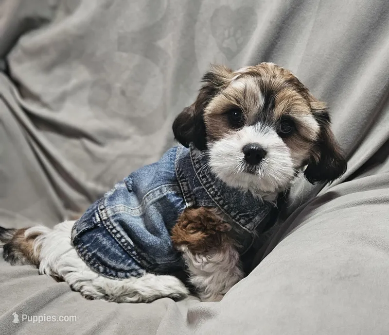Teddy (Microchipped) – Shih Tzu puppy for sale in Akron, CO