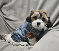 Teddy (Microchipped), a male Shih Tzu for sale in Akron, CO – Photo 1 of 6