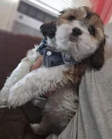 Sale Pending , a male Shih Tzu for sale in Akron, CO – Photo 7 of 7