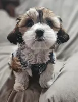 Teddy (Microchipped), a male Shih Tzu for sale in Akron, CO – Photo 3 of 6