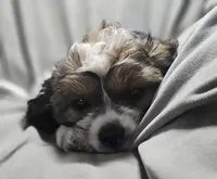 Sale Pending, a male Cavalier King Charles Spaniel and Shih Tzu for sale in Akron, CO – 2 of 10