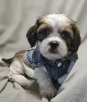 Ruby (Microchipped), a female Shih Tzu for sale in Akron, CO – 5 of 10