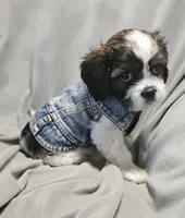Daisy (Microchipped), a female Shih Tzu for sale in Akron, CO – 7 of 10